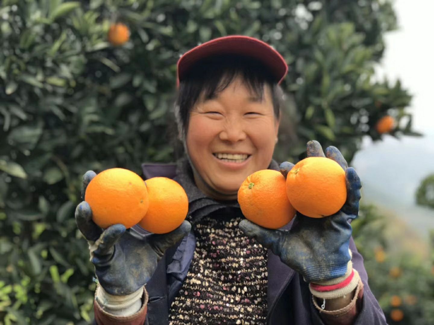 纽荷尔脐橙 秭归脐橙