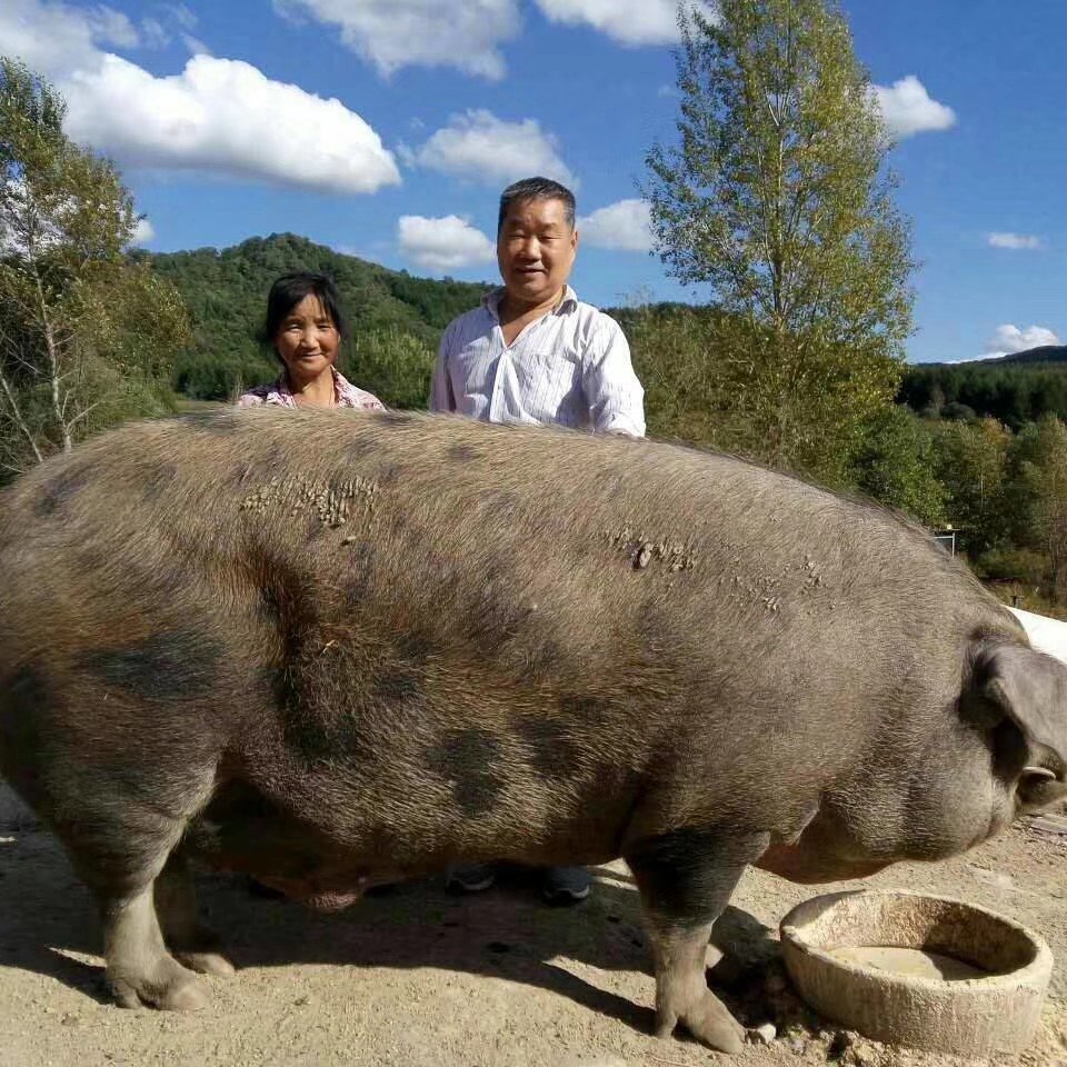 吉林省吉林市昌邑区 正在吃玉米的千斤猪