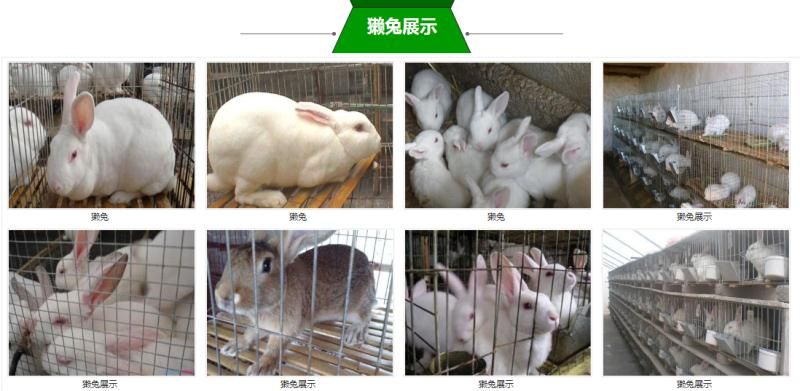 肉兔 比利时伊拉新西兰种兔