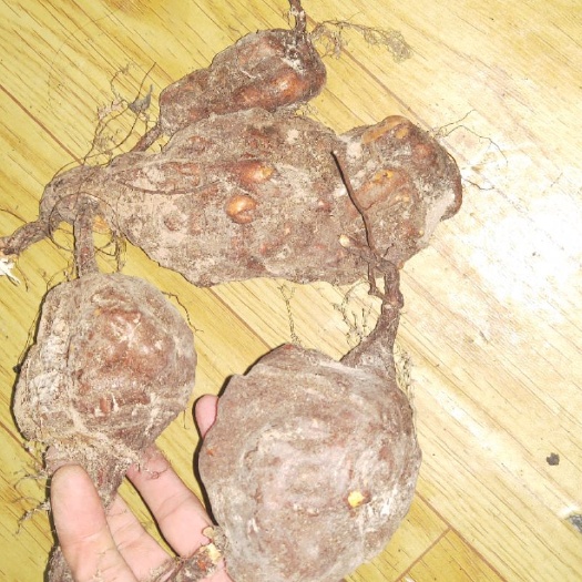 开封 新挖掘何首乌选鲜品