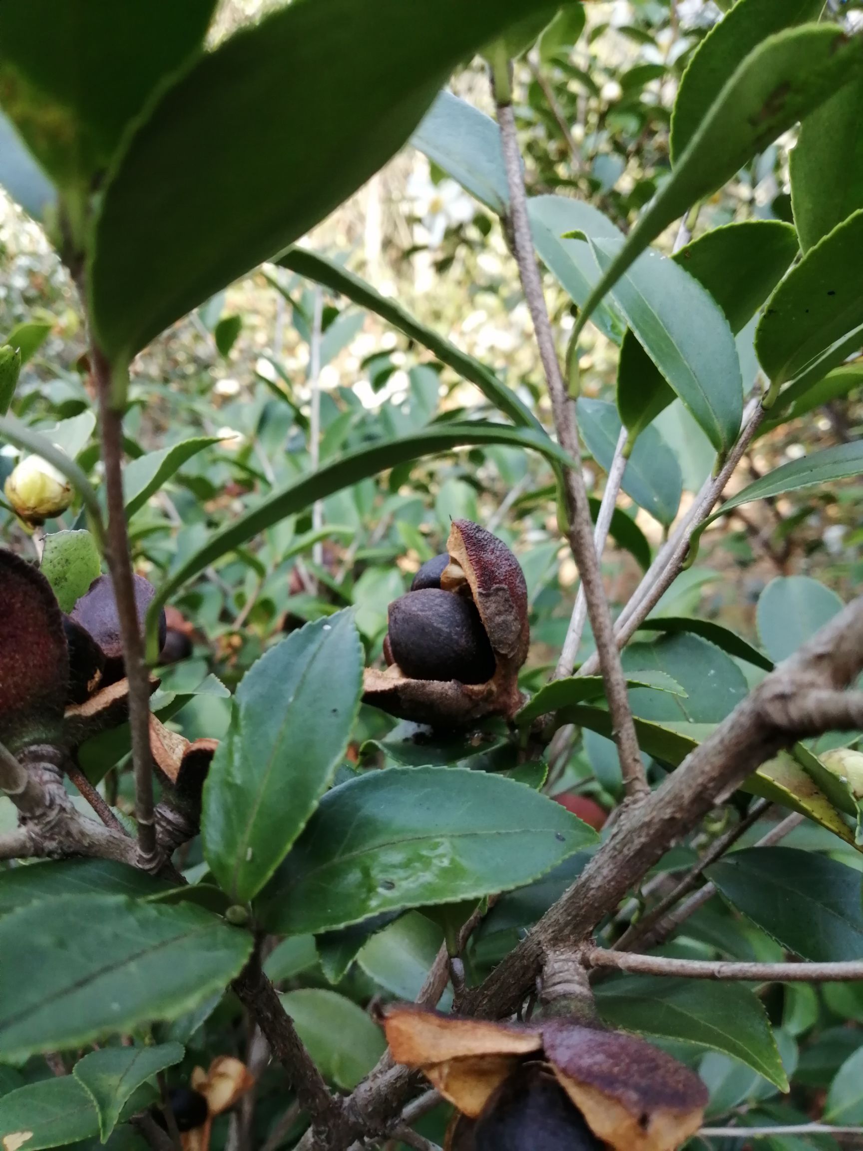  正宗小果农家山茶油自榨土茶油