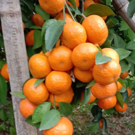 桂林 自家种植的优质沙糖桔约50万斤，已成熟待售！