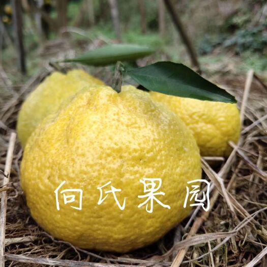 洪江市黄金贡柚 味美价廉，品质保证，欢迎来电打扰