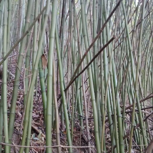 昭平县莱架竹  各种菜架竹，香蕉竹头竹尾，大量现货
