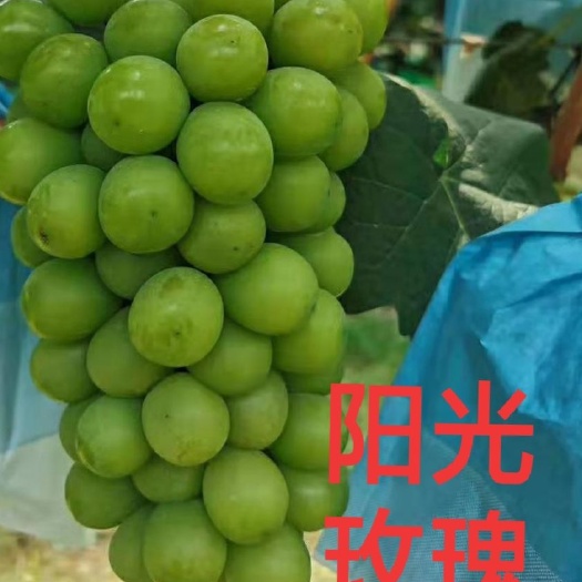 卢龙县2年阳光玫瑰葡萄苗