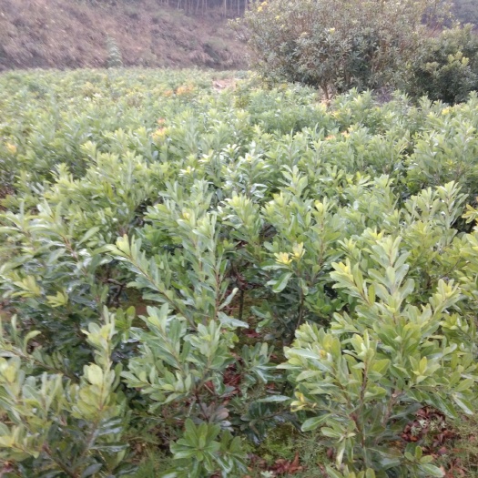 靖州县东魁杨梅树苗 乌梅，东魁，台梅一年苗大量上货
