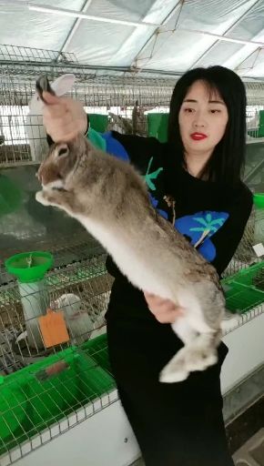 肉兔 比利时伊拉新西兰种兔