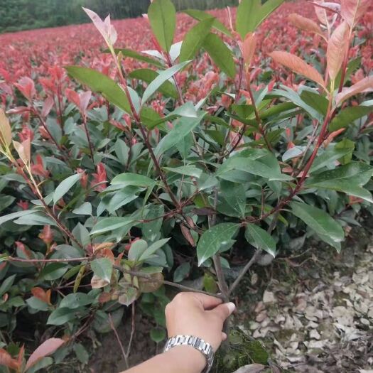 沭阳县 红叶石楠营养杯装