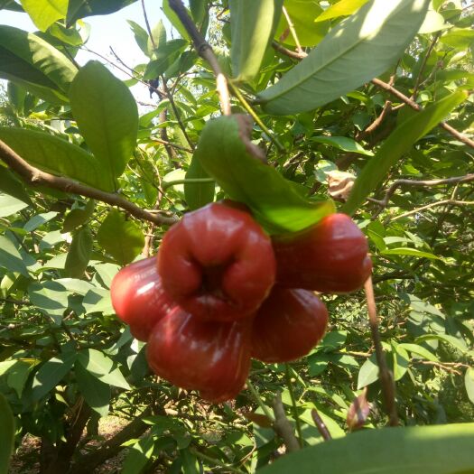 文昌市黑金刚莲雾 现在摘现卖，最好是来果地买果