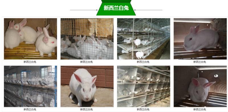 肉兔 比利时伊拉新西兰种兔