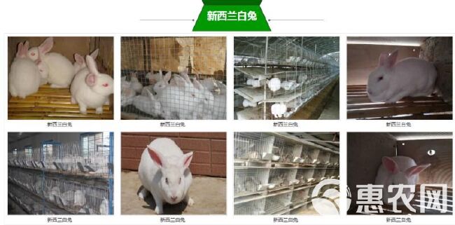 肉兔 比利时伊拉新西兰种兔