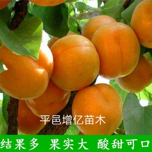平邑县 杏树苗，游龙杏，珍珠油杏
