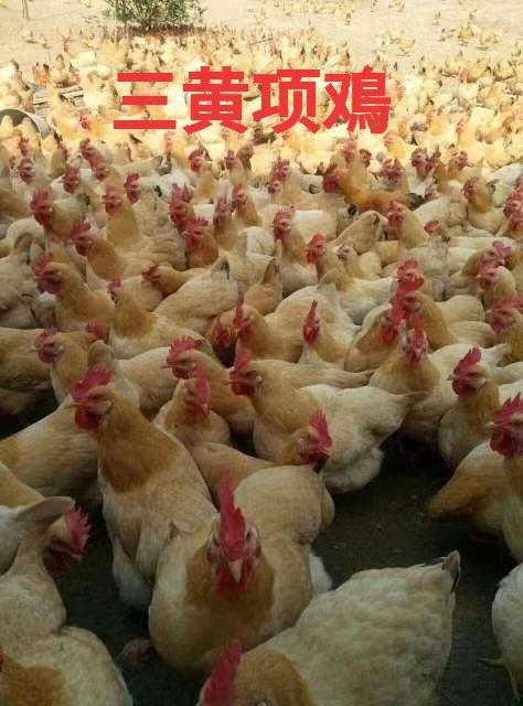 兴业县三黄鸡苗  精品纯种三黄项鸡苗，土1.5土2，母苗