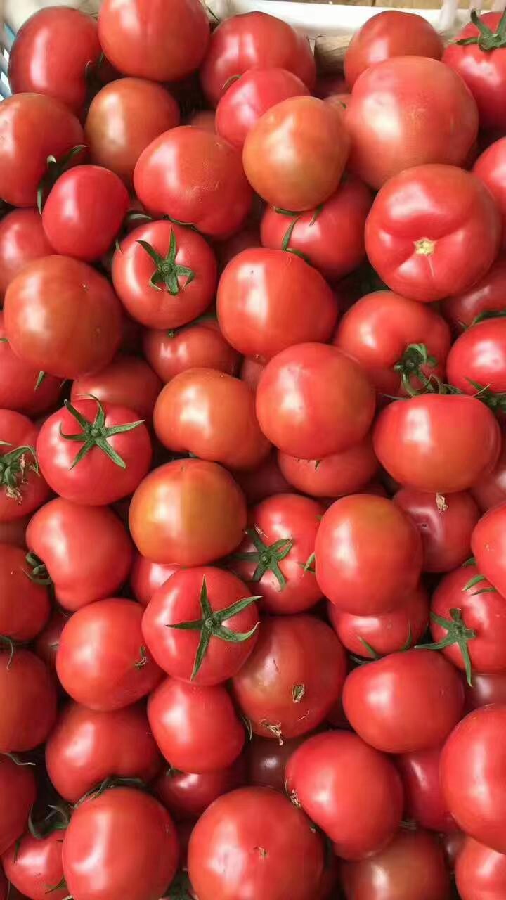 大棚产西红柿