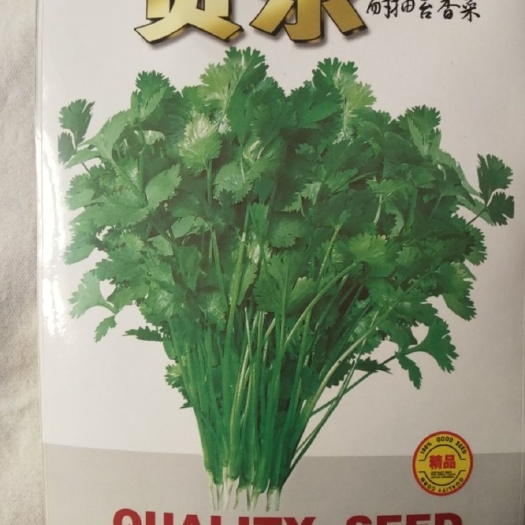 昌邑市香菜籽  四季耐抽苔香菜