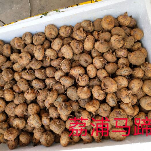 荔浦市 荔浦马蹄大号，寻求长期合作伙伴，大量供应优质马蹄种