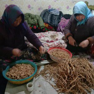  渭源白条党参，无硫自家凉晒