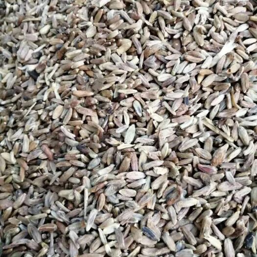 定州市白术种子 定州精品一级白术籽上市