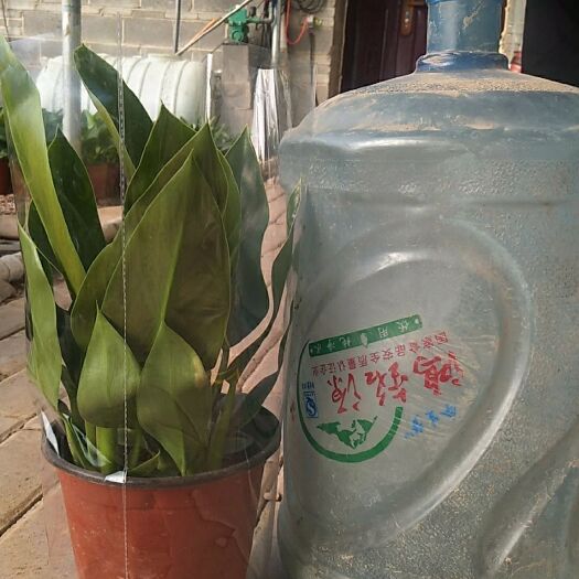 邱县金钻盆栽