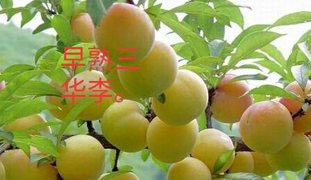  三月李树苗，早熟三华李苗，嫁接苗，结果早，产量高，广西发货