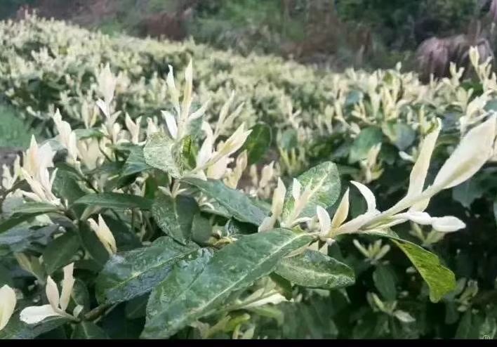 青神县 茶树苗，黄金芽茶苗