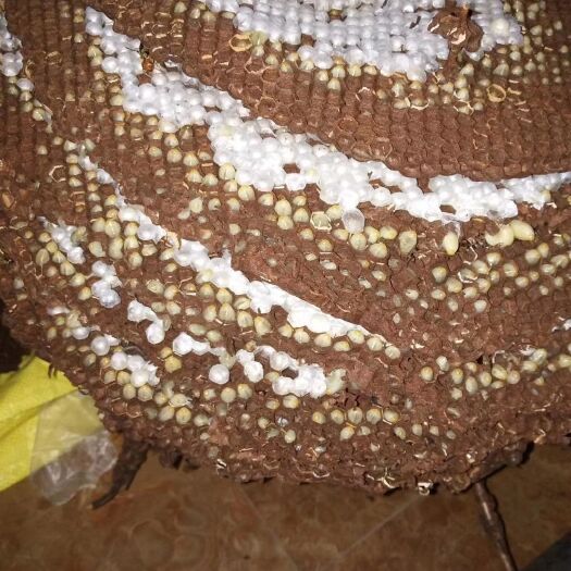 广德市马蜂蛹 树蜂  地蜂  高品质天然的