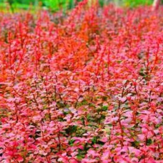 红叶小檗 苗红叶小波盆栽苗南北方种植苗木紫叶小檗