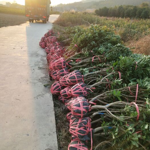 靖州县东魁杨梅树苗  3－4公分嫁接杨梅苗，易成活，见效快，好管理