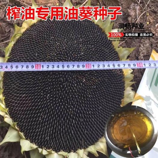 邵东市 向日葵种子阳台矮盆栽观赏易种植葵花籽种高产瓜子大粒食用葵油