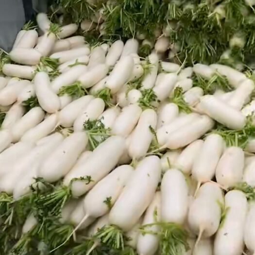 遂宁 精品白萝卜