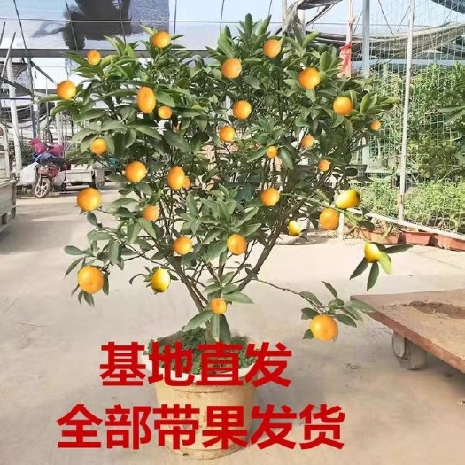 平邑县四季金桔苗 四季金桔树苗基地直销带果发货
