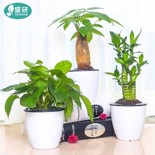 平邑县 发财树绿萝富贵竹四季常青绿植 虎刺梅栀子花桌面花卉盆栽去甲