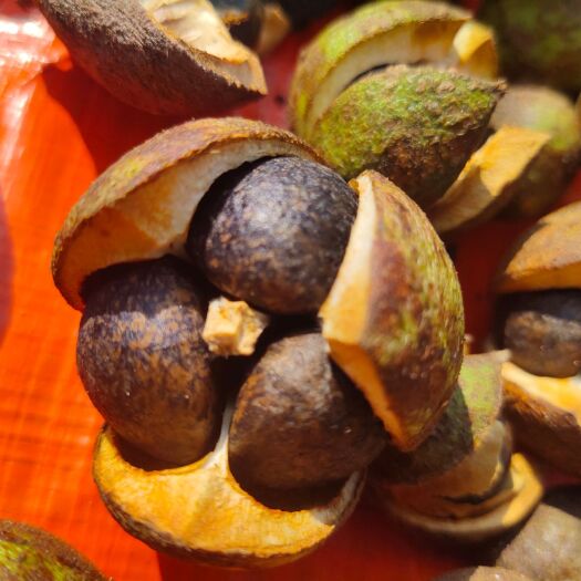 东兰县油茶籽 茶油籽