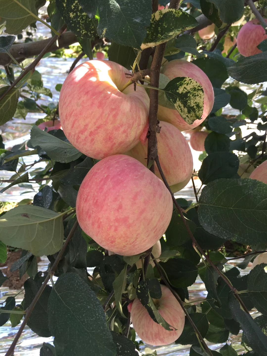  山东烟台栖霞苹果