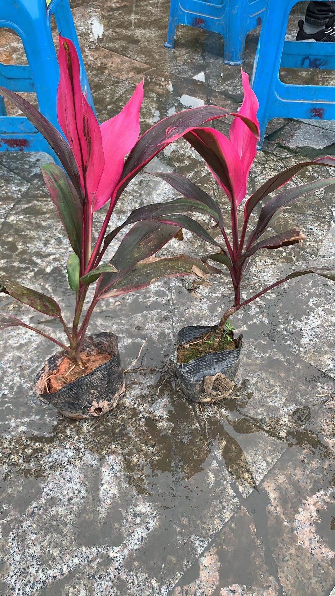  红叶朱焦，朱蕉苗，四川红叶朱焦价格，成都红叶朱焦批发