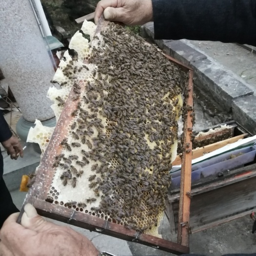 南安市 农家蜂蜜冬蜜荔枝蜜龙眼蜜
