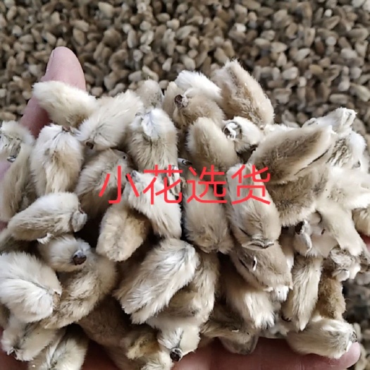 南召县辛夷花批发 无梗小花(小花净公厘)，手选小花，饮片厂专用