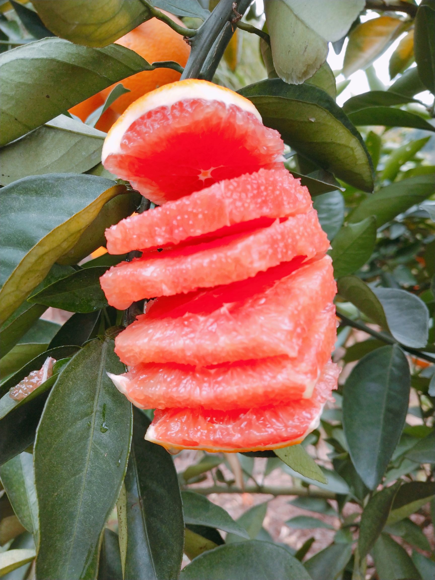  血橙基地培育血橙嫁接苗挂果多红肉脐橙苗血橙苗根系发达成活率