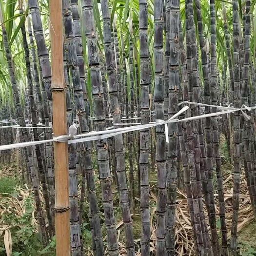 潼关县黑皮甘蔗 甜鸡很甜鸡很