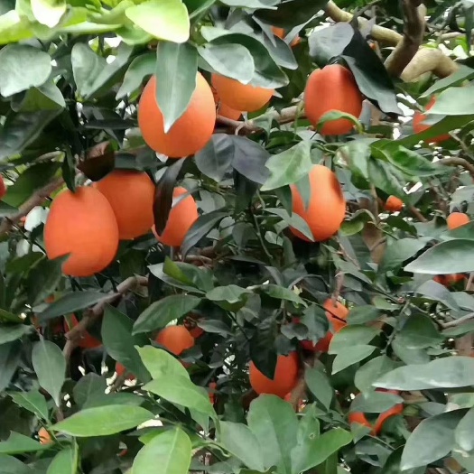 奉节柳丁橙 正宗奉节纽荷尔  果园直供