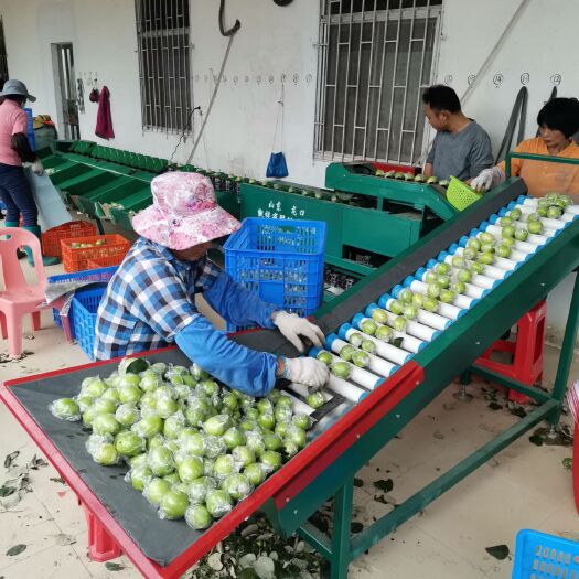 博罗县蜜枣 密枣