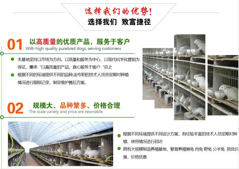 肉兔 比利时伊拉新西兰种兔