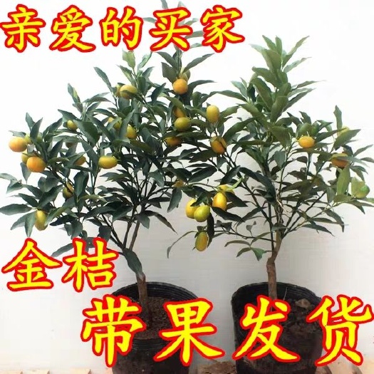 平邑县脆皮金桔苗 脆皮金桔带果发货基地直销
