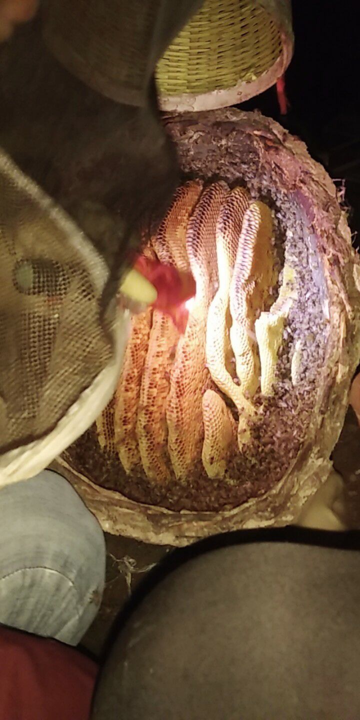  纯土蜂蜜土养一年取一次数量不多有需要的抓紧