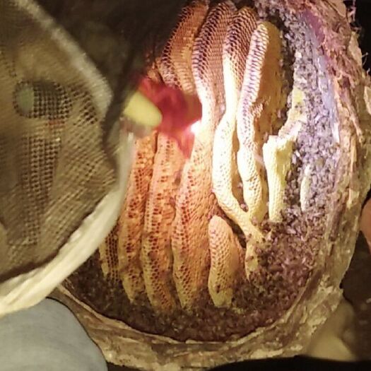 清水县 纯土蜂蜜土养一年取一次数量不多有需要的抓紧