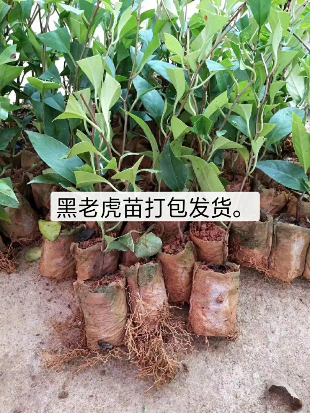 粉红黑老虎苗  布福娜，黑老虎苗包邮费，24小时发货营养杯发