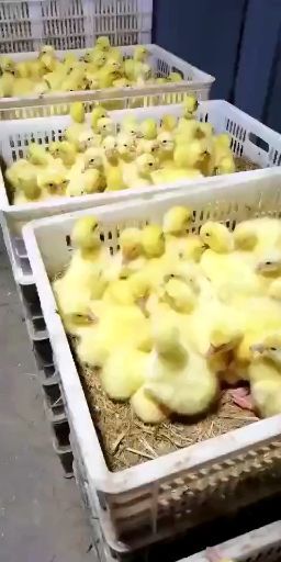 南宁泰州白鹅鹅苗 一手健康苗，包打疫苗