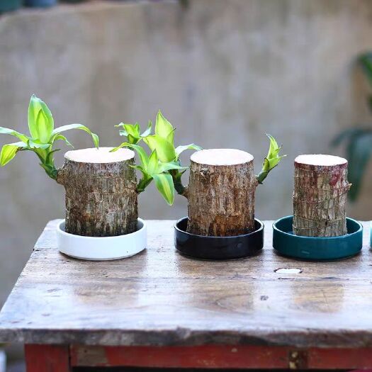 沭阳县巴西木盆栽  巴西木水培植物花盆幸运木办公室内桌面绿植小盆栽