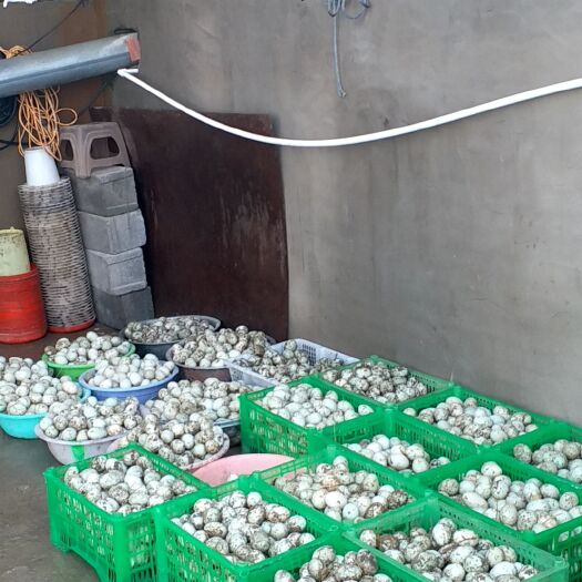 沈阳金定鸭蛋 食用 箱装