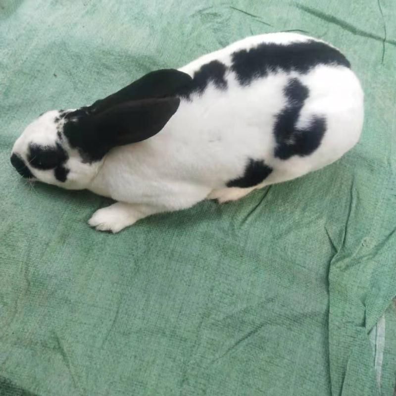 肉兔 比利时伊拉新西兰种兔